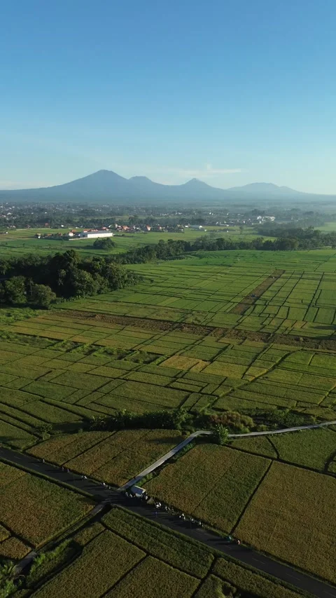 Stunning Aerial View of Rice Fields with Mountain Range at Sunrise - 4K Stock Footage 332587341