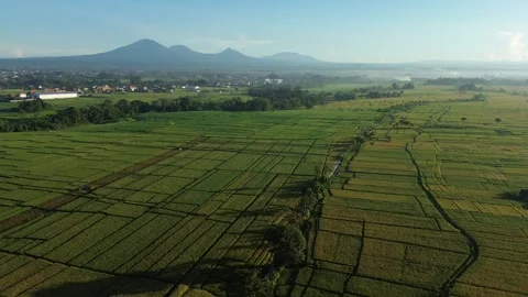 Stunning Aerial View of Rice Fields with Mountain Range at Sunrise - 4K Stock Footage 332587345