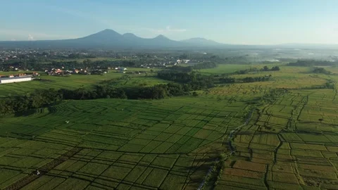 Stunning Aerial View of Rice Fields with Mountain Range at Sunrise - 4K Stock Footage 332587361