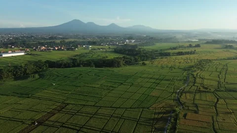 Stunning Aerial View of Rice Fields with Mountain Range at Sunrise - 4K Stock Footage 332587386