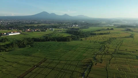 Stunning Aerial View of Rice Fields with Mountain Range at Sunrise - 4K Stock Footage 332587419