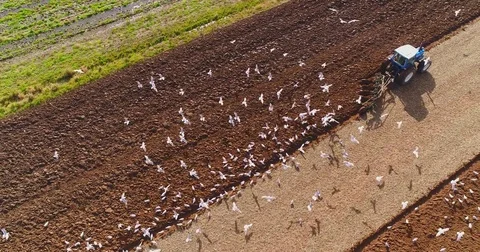 Stunning aerial view of seagulls feeding on worms behind tractor Stock Footage