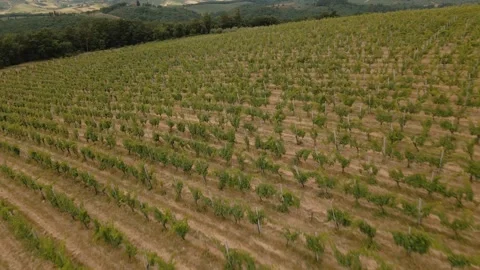 A Stunning Aerial View Showcasing a Lush Vineyard Landscape and its Beautiful Stock Footage 307428343
