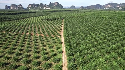 Stunning aerial views of Thailand's lush landscapes and tranquil coastlines Stockbeeldmateriaal 310560341