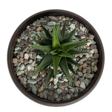 Stunning and Captivating Top View of a Succulent Plant in a Modern Potting Setup Stock Photos