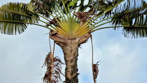 A Stunning and Dramatic Palm Tree Top Surrounded by Overgrown Fronds and Stock Photos