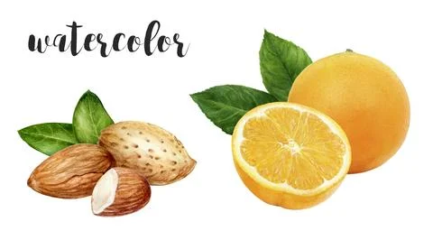 Stunning and Refreshing Fresh Orange and Almond Watercolor Art that Captivates Illustrazione stock