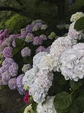 A stunning and vibrant array of colorful hydrangeas beautifully creates a ser Stock Photos