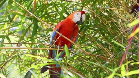Stunning Ara Macaw parrot captured in the breathtaking Ecuadorian Stock Footage 128429683