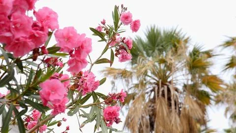 A Stunning Array of Vibrant Pink Flowers Boldly Displayed Against Tall Palm Fotos de archivo