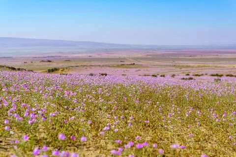 Stunning array of vibrant purple flowers blossoming in an expansive  field in At 写真素材