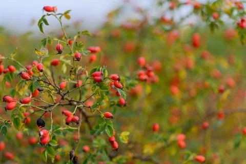 A stunning array of vibrant red berries adorns a bush in the beauty of natural s Stock-Fotos
