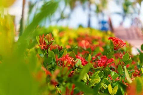 A stunning array of vibrant tropical flowers in full bloom set against a bright Stock Photos