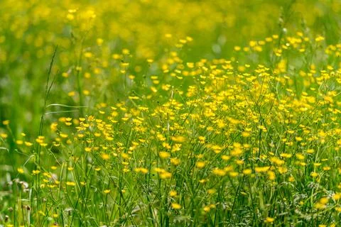 A Stunning Array of Vibrant Yellow Wildflowers Adorning a Beautiful Lush Green F Stock Photos