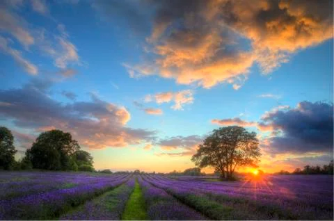 Stunning atmospheric sunset over vibrant lavender fields in summer Stock Photos