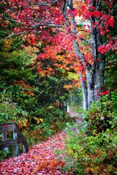 Stunning autumn fall foliage colors maple leaves,  Kouchibouguac National Park Stock Photos
