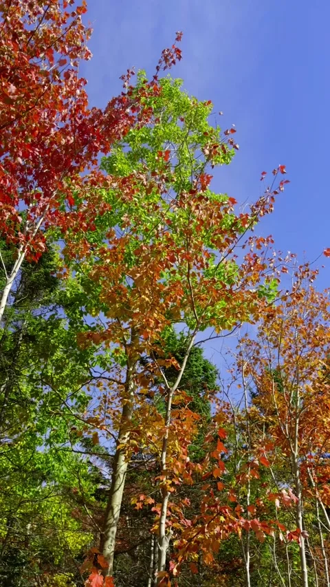 Stunning Autumn Path Surrounded by Vibrant Forest Colors in Halifax, Canada Stock Footage 319869922