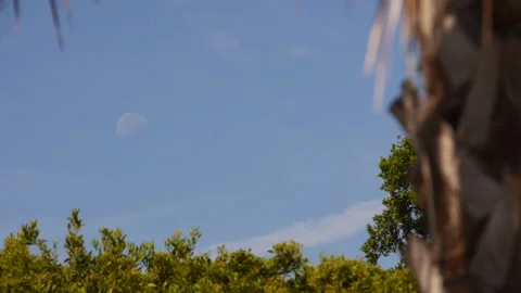 Stunning Background with Moon and Slow-Waving Palm Tree Leaves Stock Footage 245043579