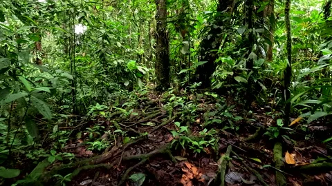 Stunning background of a tropical forest, covered in roots with a butterfly Stock Footage 336916655