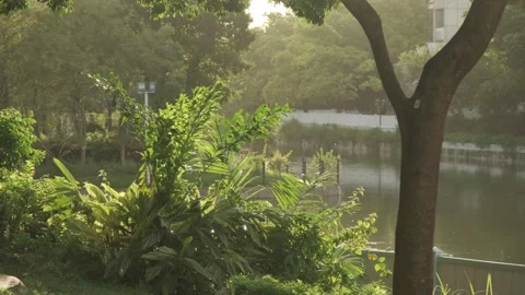 Stunning Backlit Forest Path with Leaves Swaying in the Gentle Breeze Stock Footage 317944821