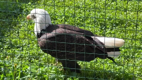 Stunning bald eagle symbol of strength and freedom. Stock Footage 239073551