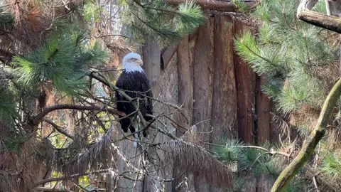 Stunning bald eagle symbol of strength and freedom. Stock Footage 239073556