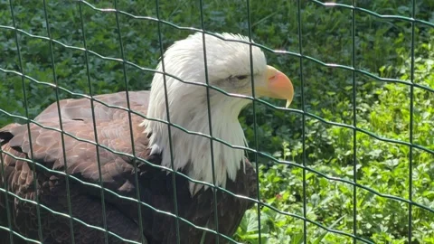 Stunning bald eagle symbol of strength and freedom. Stock Footage 239073559