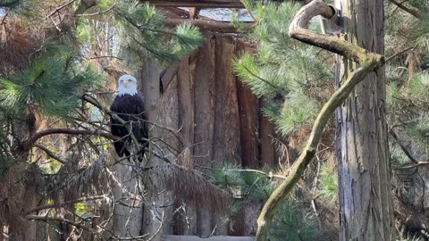 Stunning bald eagle symbol of strength and freedom. Stock Footage 239073660