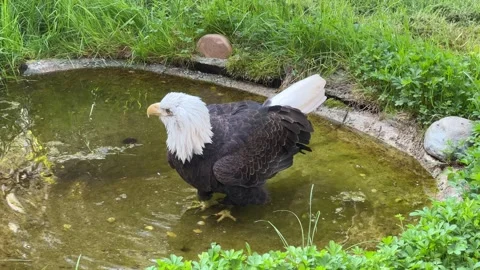 Stunning bald eagle symbol of strength and freedom. Stock Footage 239073831