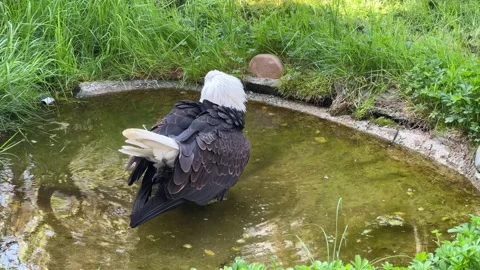 Stunning bald eagle symbol of strength and freedom. Stock Footage 239073833