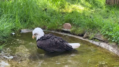 Stunning bald eagle symbol of strength and freedom. Stock Footage 239073873
