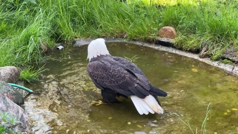 Stunning bald eagle symbol of strength and freedom. Stock Footage 239074104
