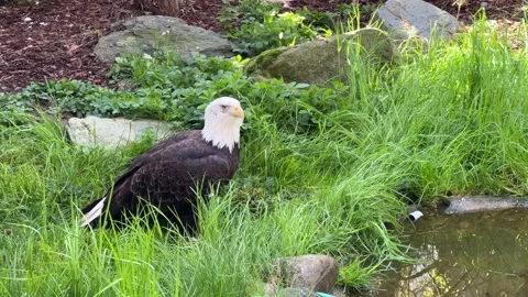 Stunning bald eagle symbol of strength and freedom. Stock Footage 239074574