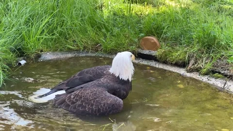 Stunning bald eagle symbol of strength and freedom. Stock Footage 239074680