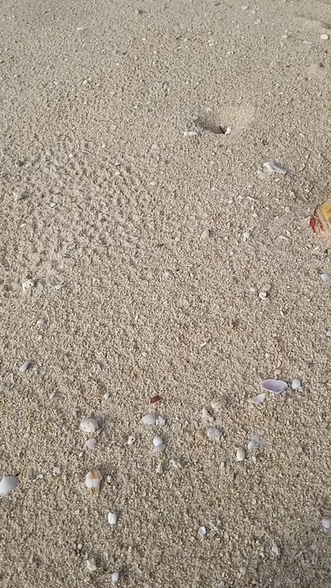 Stunning beach sand Stockbeeldmateriaal 217507510