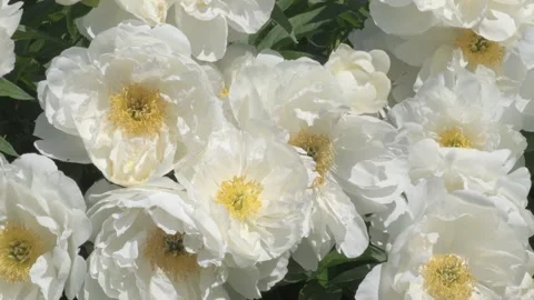 Stunning beautiful white plate-type  peony flowers blossom together in garden as Stock Footage 277341292