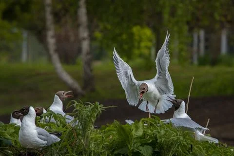 Stunning black-headed gull with open beak Stock Photos