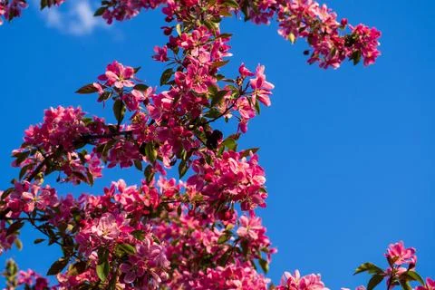 Stunning blooming apple tree branches with rich pink flowers against clear .. Stock Photos