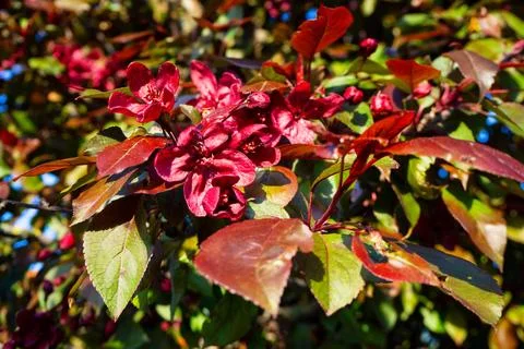 Stunning blooming apple tree with deep red flowers and reddish leaves in su.. Stock Photos