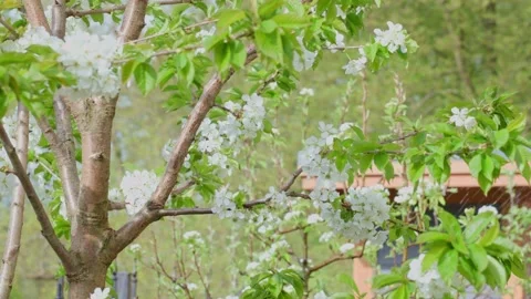 Stunning Blooming Cherry Tree in Springtime that Captivates with its Beauty and Stock Footage 347898500