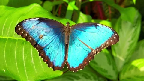 Stunning blue morpho butterfly resting on a vibrant green leaf in a lush garden Stock Footage 329479375