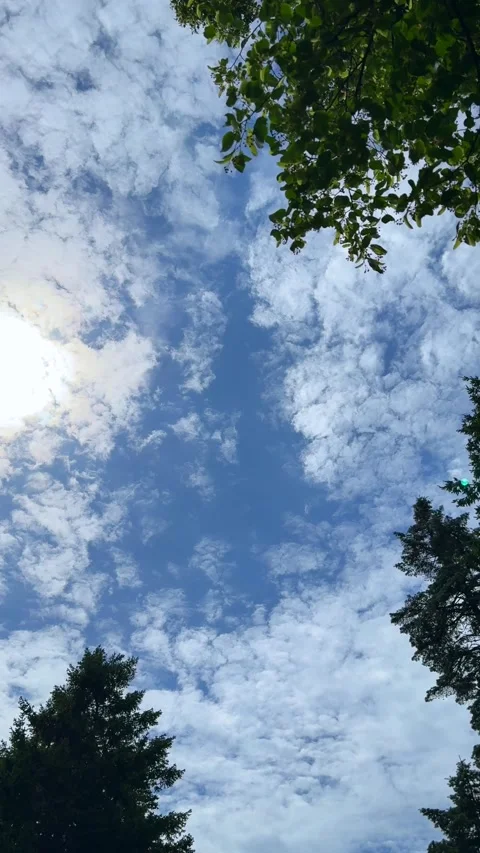 Stunning blue sky clouds with tree silhouette background video loop Stock Footage 313671847