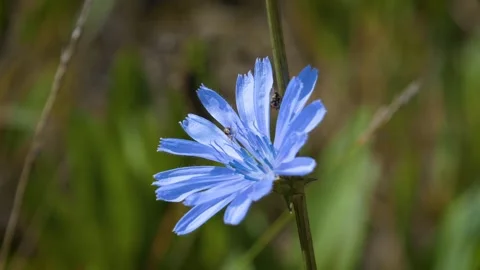 Stunning blue wildflower with pollinators Stockbeeldmateriaal 260153532
