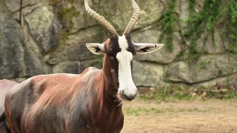 The Stunning Bongo Antelope Thriving in Its Natural Habitat with a Beautifu.. Stock Photos