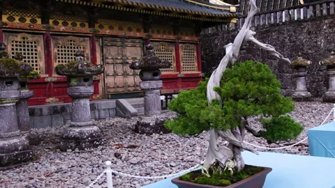 Stunning Bonsai Trees on display at a traditional Japanese temple Stock Footage 335593580