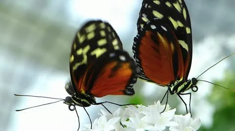 Stunning Butterfly MATING Tiger Longwing Postman  Stock Footage 20608982