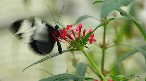 Stunning Butterfly Tiger Longwing Postman pollinating Heliconius Sara hecale Stock Footage 20607480