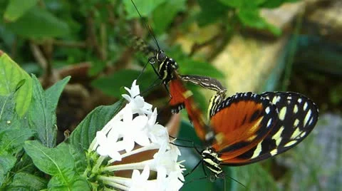Stunning Butterfly Tiger Longwing Postman MATING Heliconius hecale zuleika Stock Footage 20608215