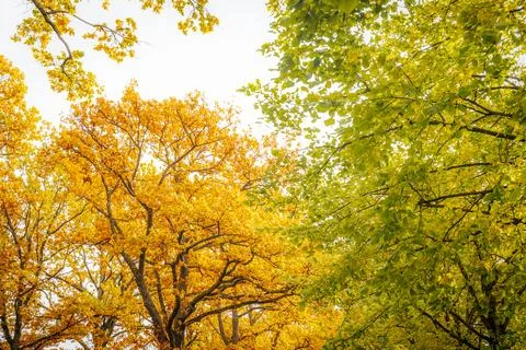 A stunning canopy of trees with bright yellow and green autumn. Stock Photos