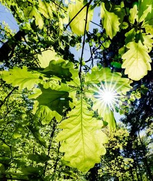 A stunning capture of sunlight filtering through green leaves, showcasing nat Stock Photos